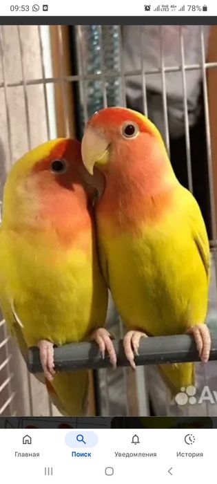 Неразлучники с клеткой