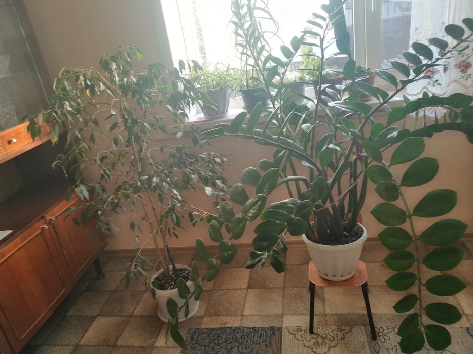 Продам комнатные цветы.