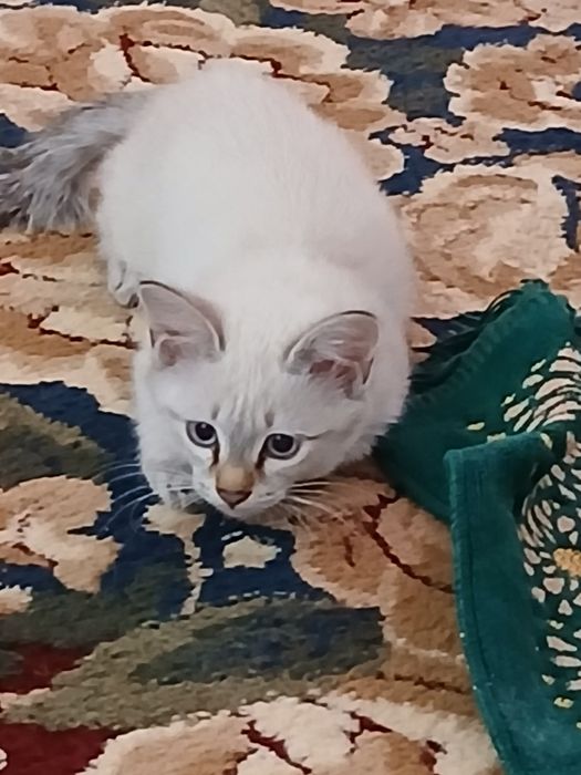 Котёнок продам только добрым рукамрукам