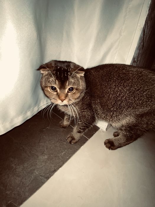 Кот в хорошие руки 1 год