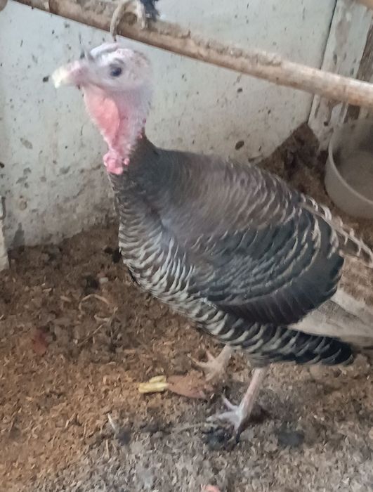 Induk makiyon sotiladi