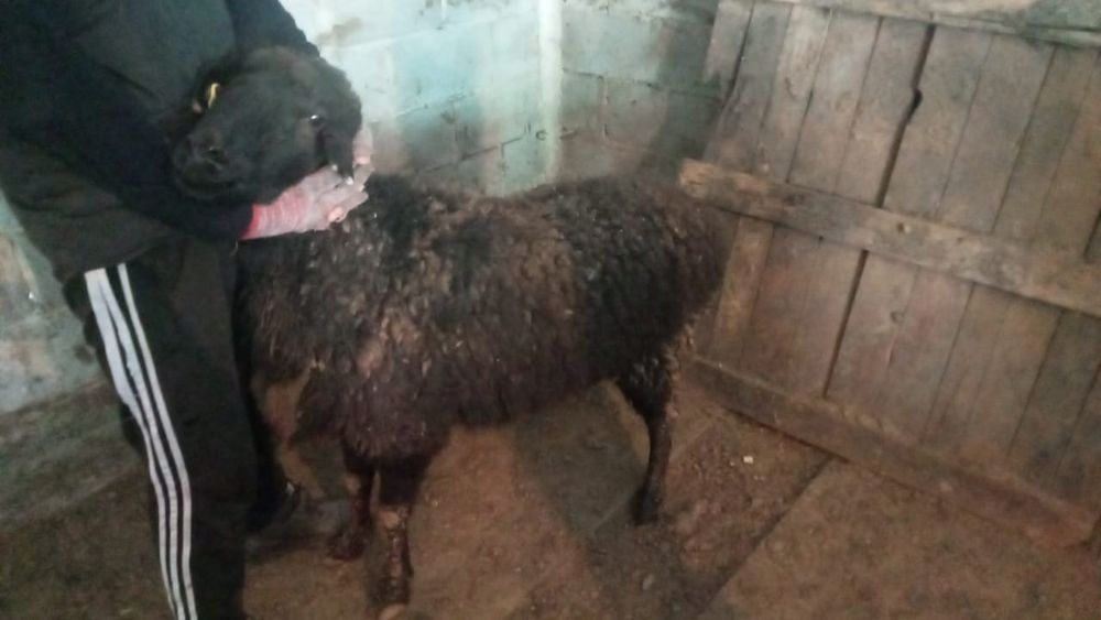 Қой сатамын. Продам баран.