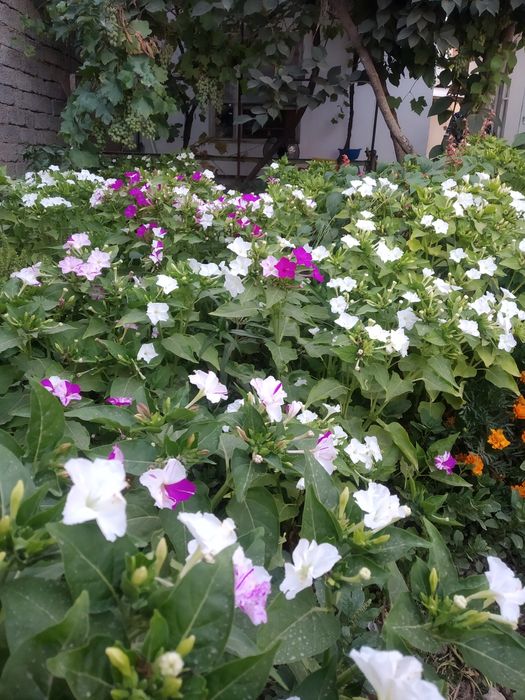 дом-Участок,8комнат Яшнобод ,Куйлюк кухня,ванная,2-туалетакла