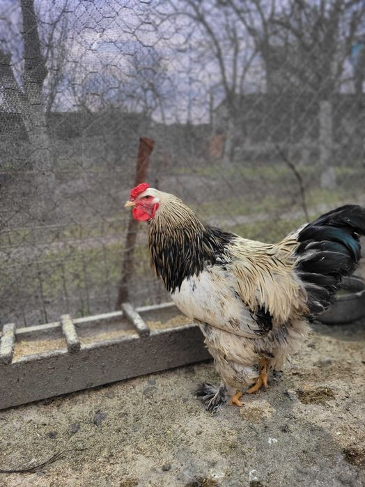 Cocoșei Brahma Diferite culori