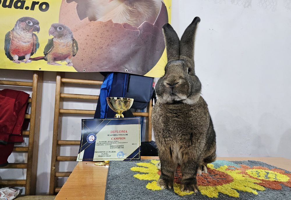 Mascul Urias German Campion Expo Pajura