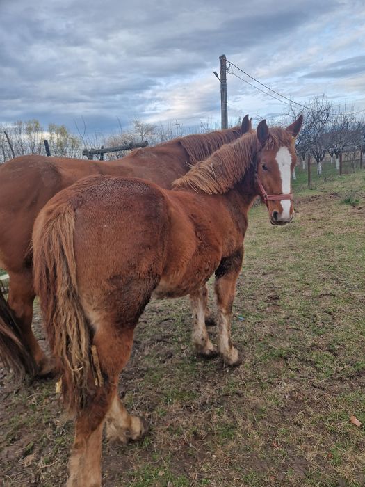 Mânz de vânzare sau schimb cu oi