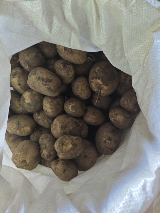 Продам картофель