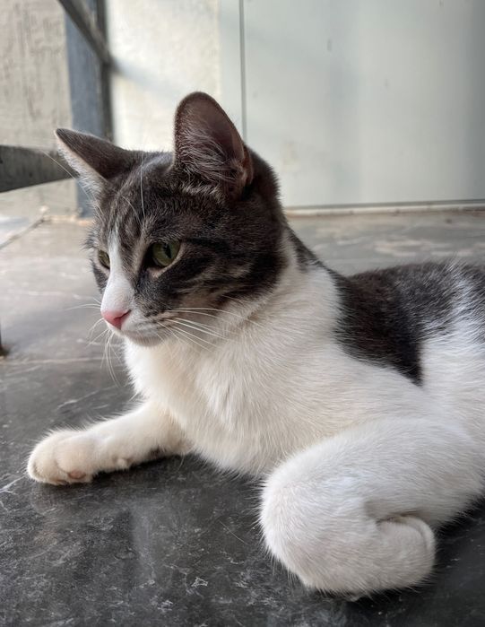 Котик ищет дом. Отдам котика