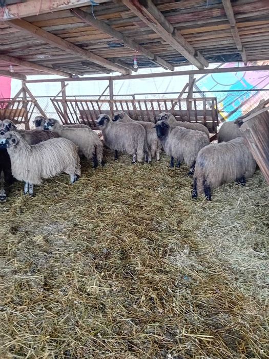 oi tinere de talie mare