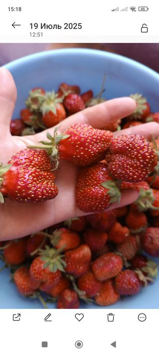 Продам рассаду клубники