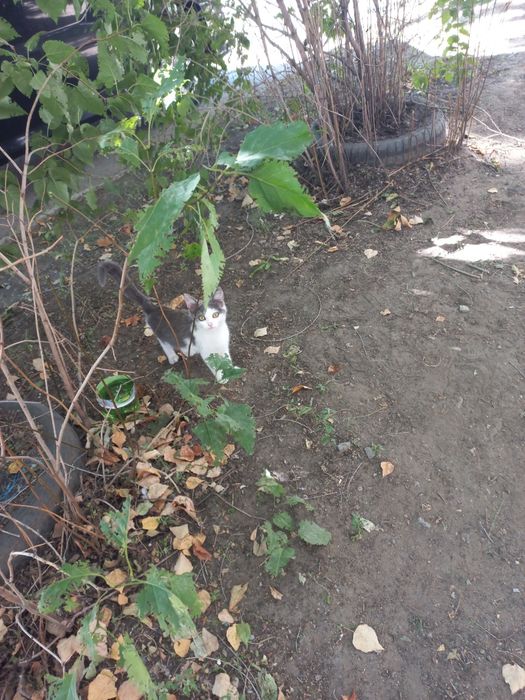 Кошечка три месяца.