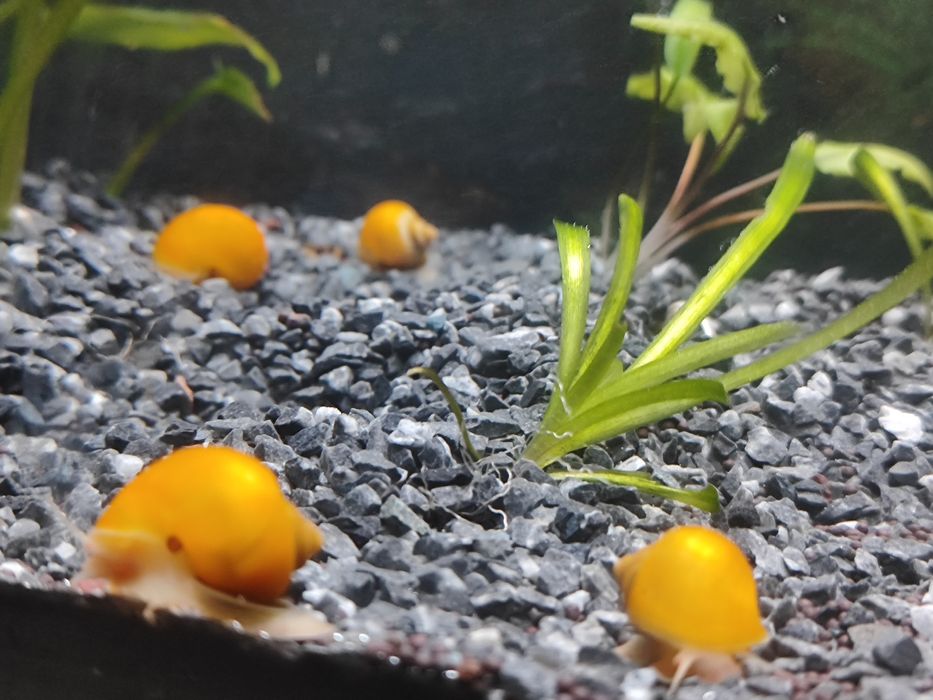 Аквариум 100 литров