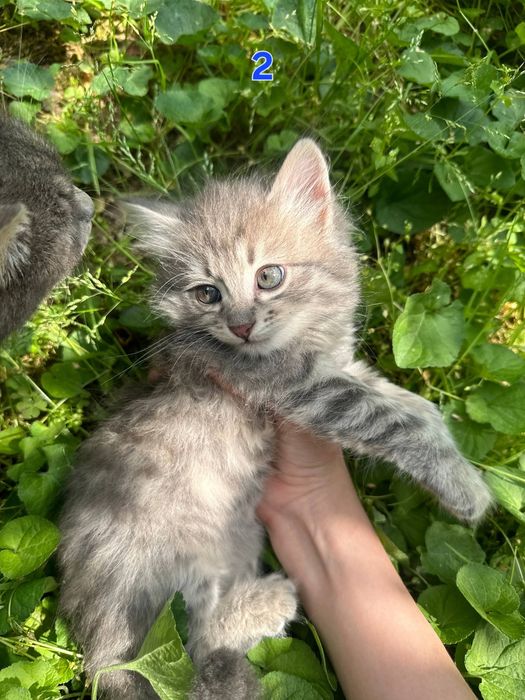 Котёнки 1,5 месячные, мальчики