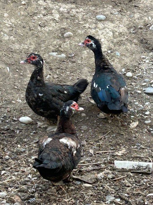 Продам шипунов индоуток