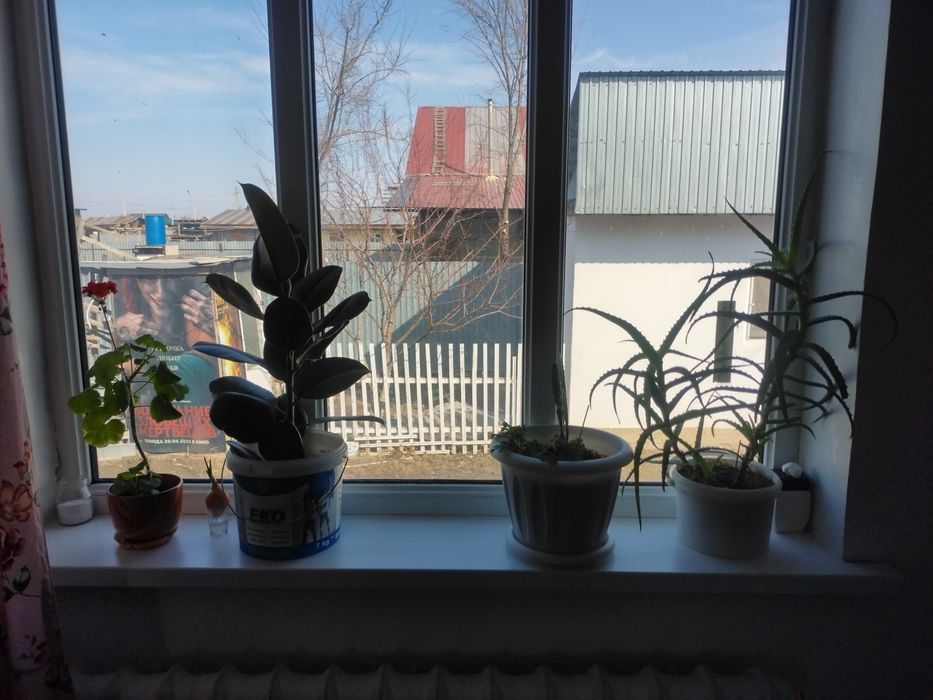 Цветы растение, пальмаьма, финики