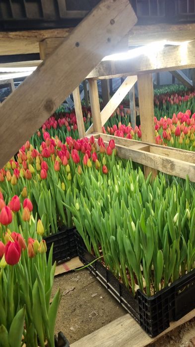 Оптом и розницу Голландские тюльпаны