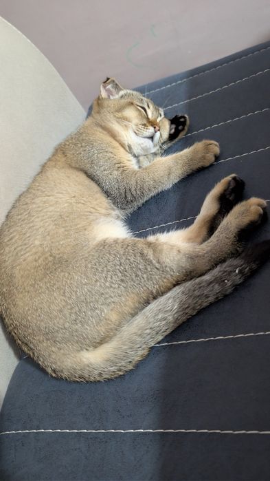 Продаются котята