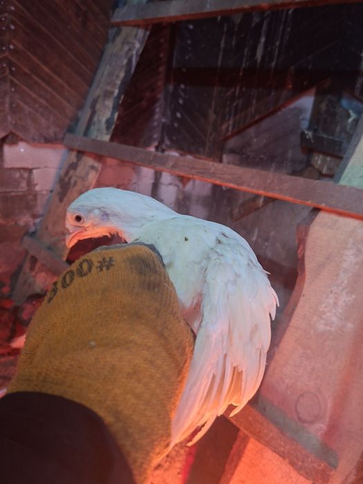 Продам Цеплят 3 меся