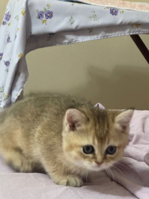 Продаются котята породы Голд Шиншила (Gold shinshila)