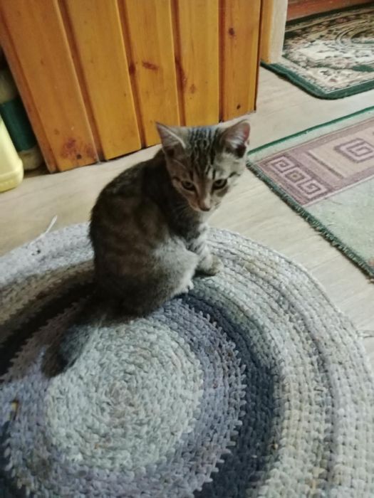 Отдам трёхмесячных котят