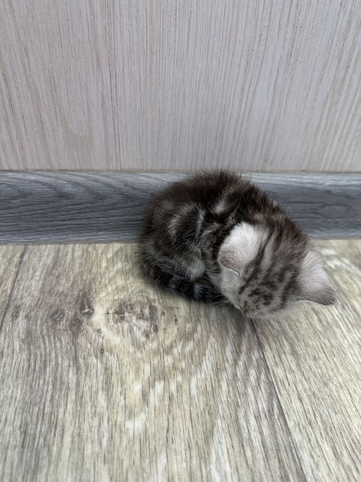 Отдам шотландских котят