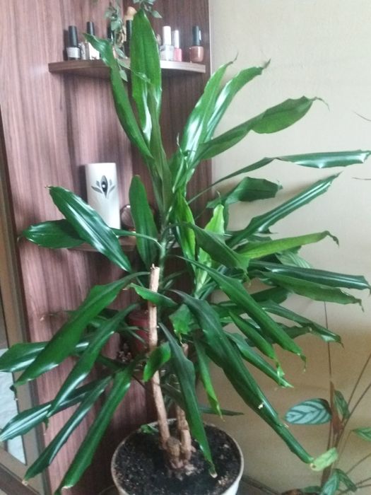 Палма Драцена и Бенджамин само лично предаване.