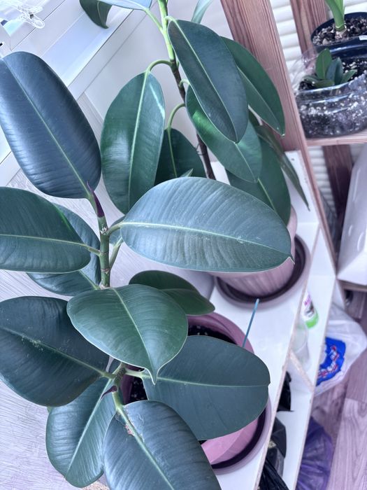 Продам комнатные цветы