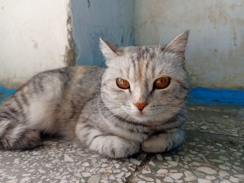 Кошка подъездная
