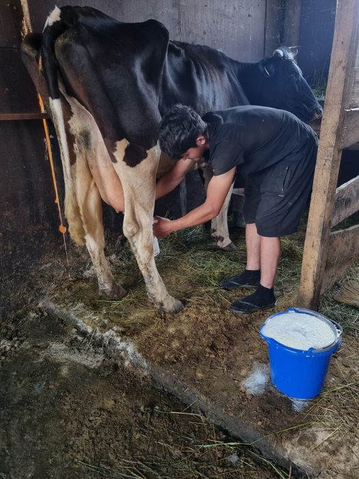 vand vaca fatata fatata cu al 3 vitel si montata din nou vaca are 25 de litri de lapte pe zi este vaca mare tanara foarte mancacioasa