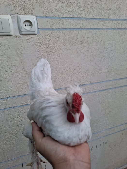 Yaponlar sotiladi