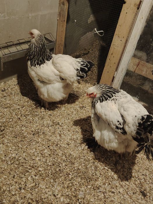 Cocoș , găini si pui Brahma Herminat deschis