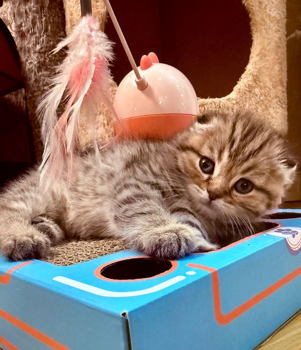 Скоттиш фолд чистокровные
