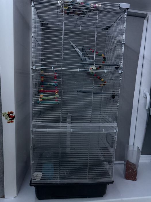 продам попугая корелла с клеткой