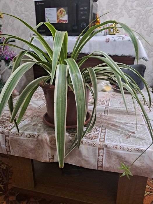 Хлорофитум очиститель воздуха