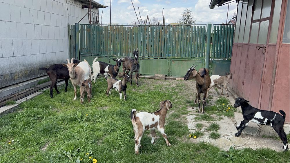 Capre cu lapte, iezi