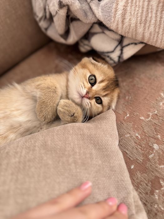 Животные котенок