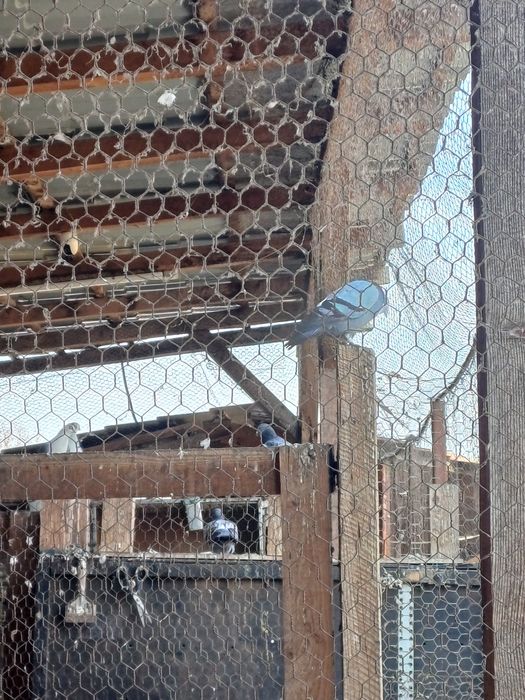 Poste voiajori de vinzare doici