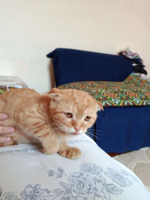 Скотиш-фолд мушукчалар сотиляпти.