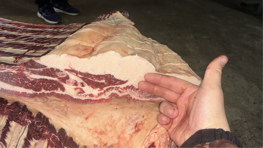 Продам жирных лошадей с откорма