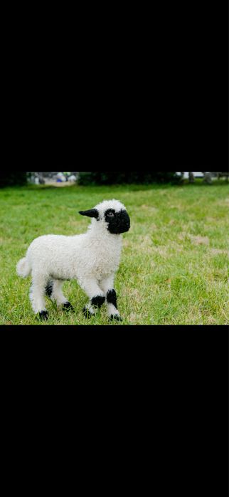 Miel Elvetian rasa Volais  Blackmose