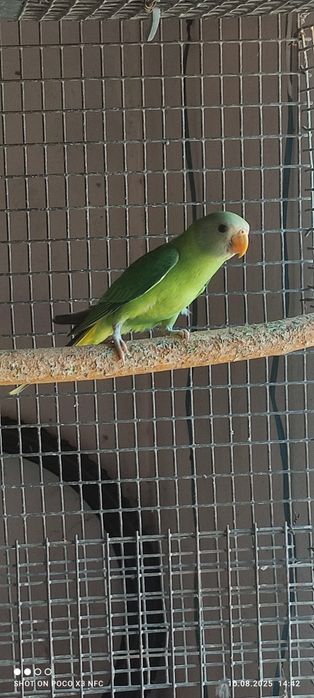 Сливоголовый попугай 5 мес