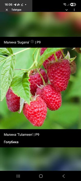 Голубика бонус блукроп малина туламен