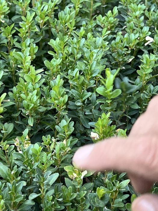 shamshod kochat 1,5 yillik