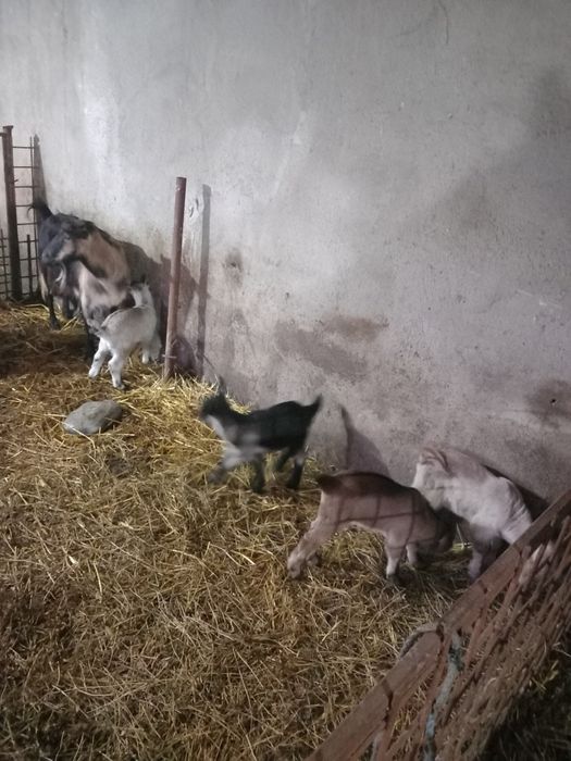 Vând 2 capre bune de lapte