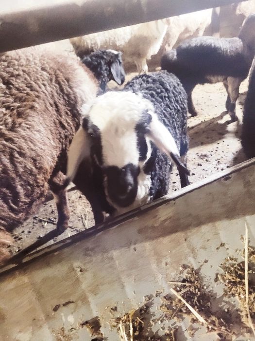 Modda barra 3 oylik sotiladi