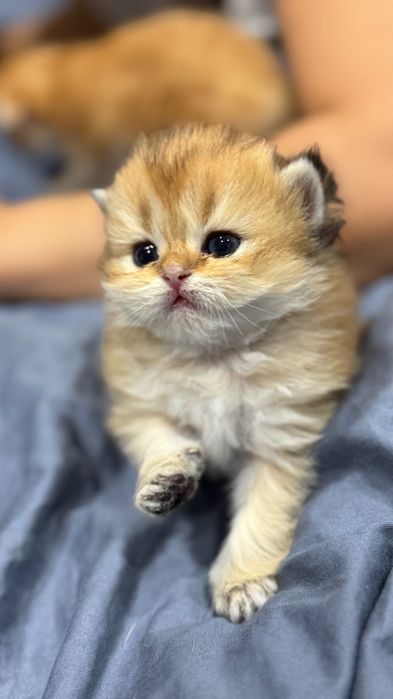 Pisicuță Scottish Longhair aurie – o adevărată ursulețică