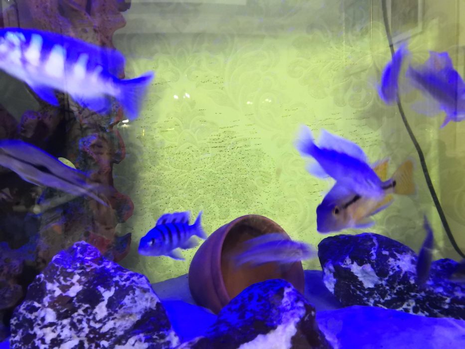 Рыбки аквариумные