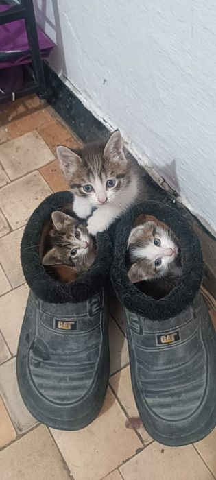 Котята в добрые руки!