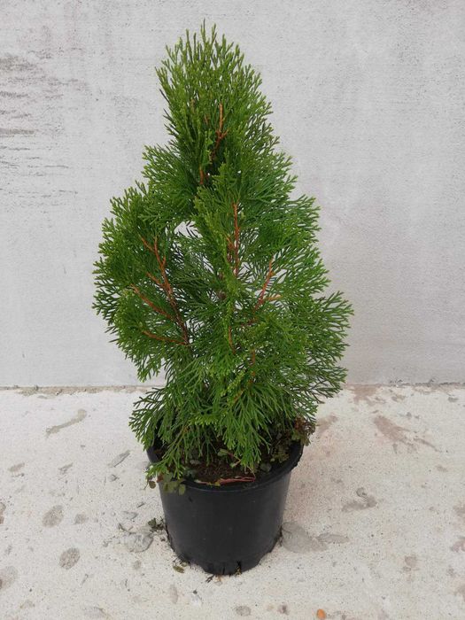 Туя Смарагд 40 см.