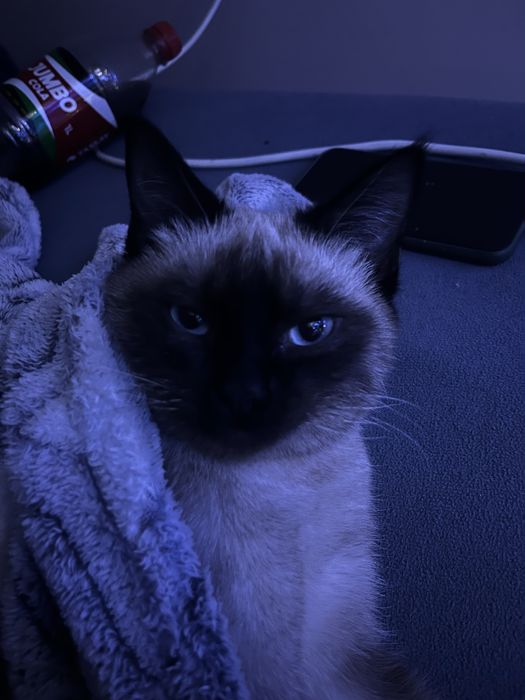 Отдам сиамскую кошку